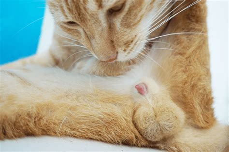 The inability to retract the penis (paraphimosis) often occurs when the cat has a small opening (orifice), and in many cases is a birth defect. If the cat is unable to protrude the …